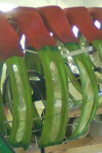 Neovenator Ribs